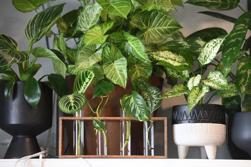 Une étagère remplie de plantes tropicales bénéficie de l'exposition ouest de la fenêtre de l'appartement de Mikel.